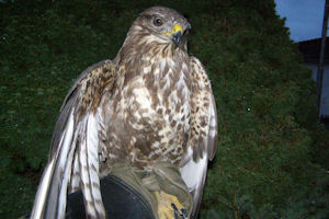 Klikni za veliku sliku Klikni za veliku sliku