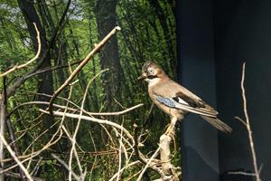 Klikni za veliku sliku