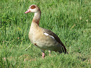 Klikni za veliku sliku