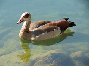 Klikni za veliku sliku