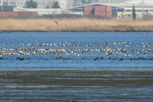 Klikni za veliku sliku