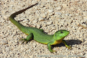 Klikni za veliku sliku