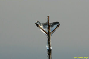 Klikni za veliku sliku