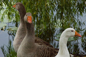 Klikni za veliku sliku