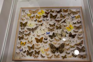 Klikni za veliku sliku