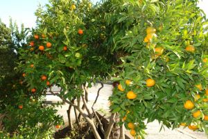 Klikni za veliku sliku