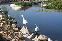 Klikni za veliku sliku Klikni za veliku sliku