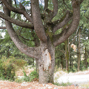 Klikni za veliku sliku