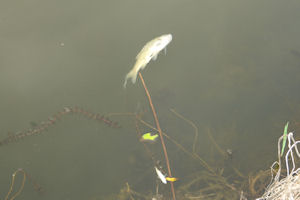 Klikni za veliku sliku