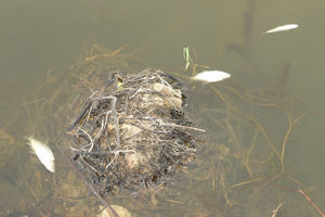 Klikni za veliku sliku