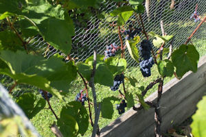 Klikni za veliku sliku